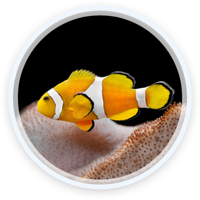 Clown Fish