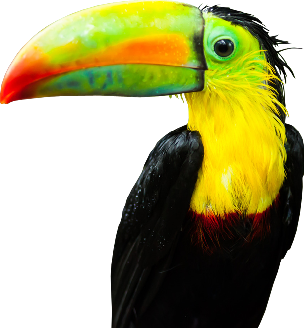 Tucan